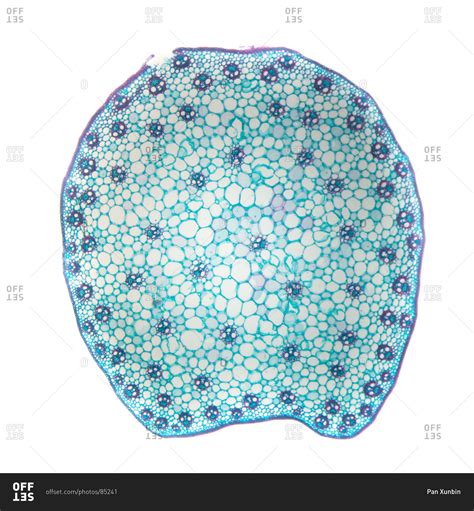 Cross Section Of A Monocot Stem