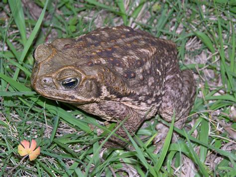 Beware the cane toad