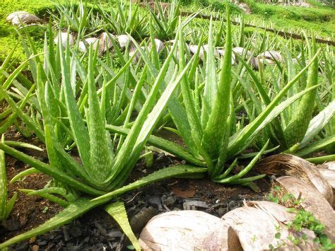 Aloe Vera | Medicinal plants, Aloe vera plant, Aloe plant