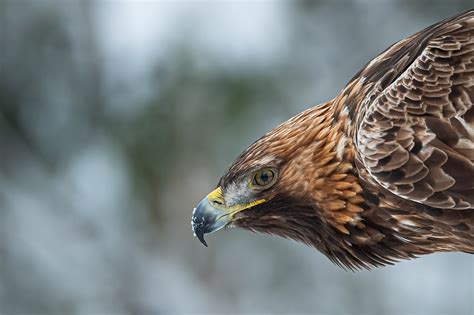 Golden-hooded Tanager-7 – Arne Berneklint Photography