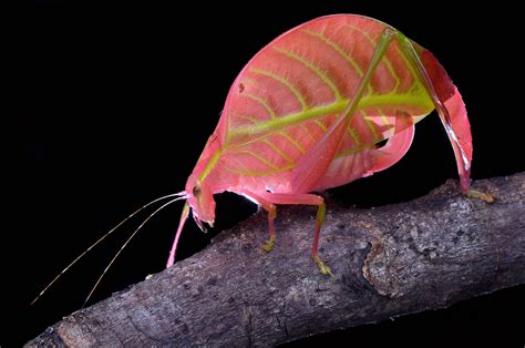 Katydid Pictures - AZ Animals