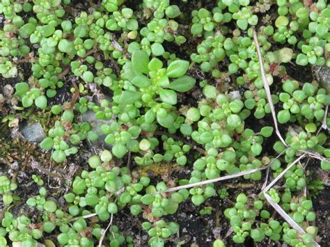 Artillery Plant (Pilea microphylla) | Plant care houseplant, Plants, Plant care