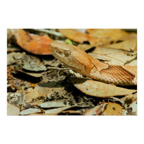 Copperhead Snake in Louisiana | HubPages