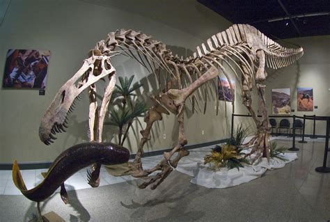 Burpee Museum of Natural History, Rockford, IL. © Mark Ryan | Dinosaur fossils, Prehistoric ...