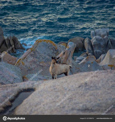 Goats Sea Sardinia Stock Photo by ©stefano.zaccaria1704.gmail.com 431295274