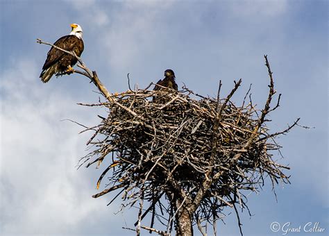 Bald Eagle, baby, nest, Yellowstone National Park