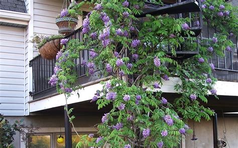 Amethyst Falls Wisteria - 3 Gallon - Tree, Vines - Deer Resistant Trees ...