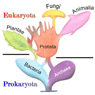 Are Protists Photosynthetic? 7 Facts (Read This First!) – Lambda Geeks