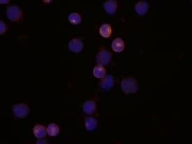 Human CD2 Antibody MAB18561: R&D Systems