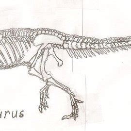 Ceratosaurus Skeleton by Gustauve-Drakenhime on Newgrounds