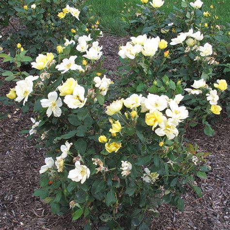 Sunny Knock Out® Rose | Great Garden Plants