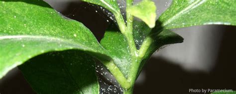 Pests in Hydroponics - Spider Mites – A-Grade Hydroponics