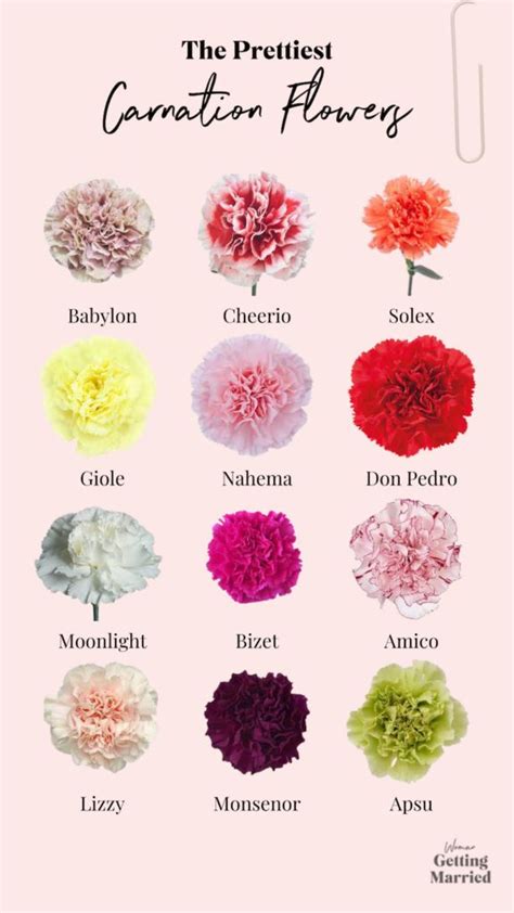 Here’s Why Carnation Flowers are the Best for Weddings | Carnations ...