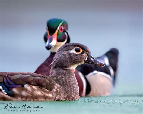 Wood Duck Hen with Drake in Background - Dean Newman Photography