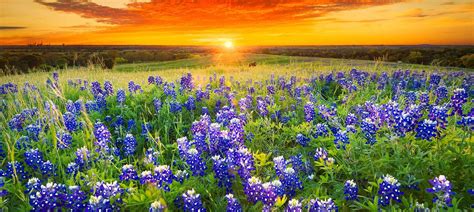 Best Places to See Spring Wildflowers in United States | Land.com