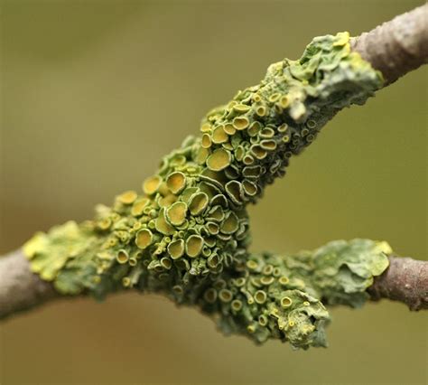 Lichens may be a symbiosis of three organisms; a new Order of fungus named