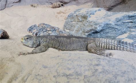 Egyptian Uromastyx (Uromastyx aegyptia) - ZooChat