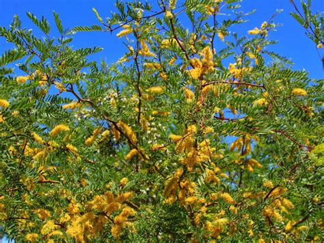 Treating A Sick Mesquite Tree: How To Deal With Mesquite Tree Illness