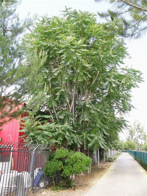 PlantFiles Pictures: Ailanthus Species, Chinese Sumac, Ghetto Palm, Stinking Sumac, Tree of ...