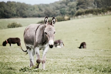 Gray Donkey on Grass · Free Stock Photo