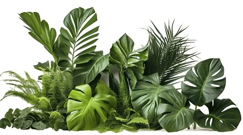 Tropical leaves foliage plant jungle bush floral arrangement nature backdrop isolated on white ...