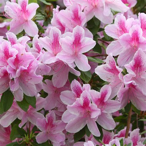 Shade Azaleas - The Good Earth Garden Center