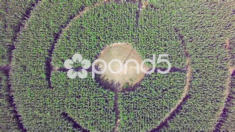 corn maze view from drone, ascending - Stock Footage | by gdmpro | Aerial video, Corn maze ...