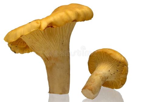 Golden Chanterelle - Isolated Stock Image - Image of mushroom, healthiness: 3787337