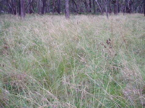 Diversity Native Seeds » Blog Archive » Poa labillardieri. tussock grass