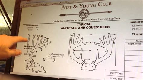 How To Measure Whitetail Deer Antlers