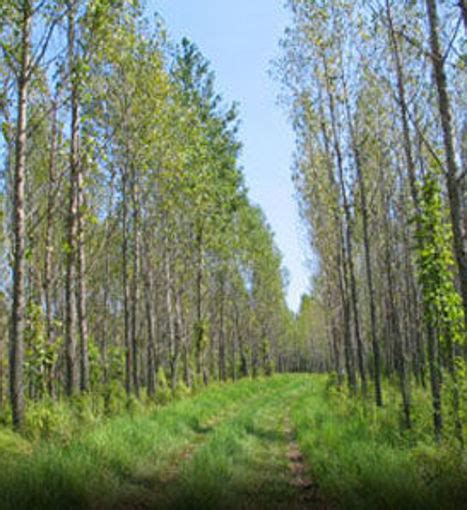 Buy affordable Hybrid Poplar trees at our online nursery - Arbor Day ...