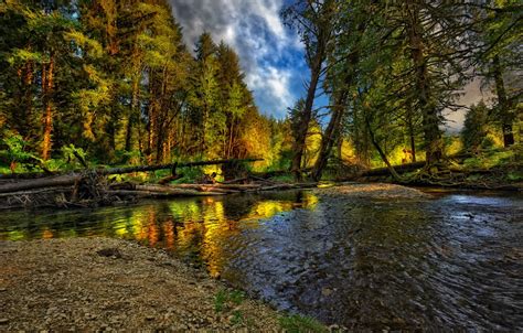 Wallpaper autumn, forest, landscape, nature, river, forest, river ...