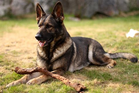 What type of GSD is this? | Puppy Forum and Dog Forums