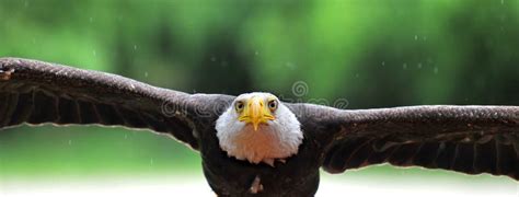 Eagle Attack stock image. Image of prey, flying, large - 15577771