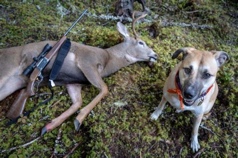 What States Allow Deer Hunting With Dogs