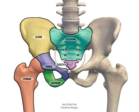 Pelvis and hip bones with major anatomical regions labeled on a white background. | Stocktrek Images