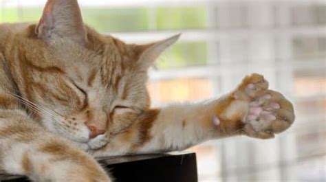 Polydactyl Cat: The History Behind Extra Toes - PetRefine