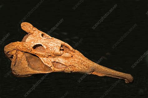 Phytosaur Skull - Stock Image - C033/5752 - Science Photo Library