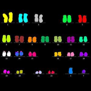 whole chromosome painting probes | Chromosome, Painting, Probe