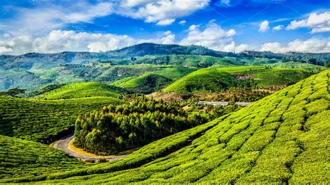 Green tea plantations in Munnar, Kerala, India | Nature Stock Photos ~ Creative Market