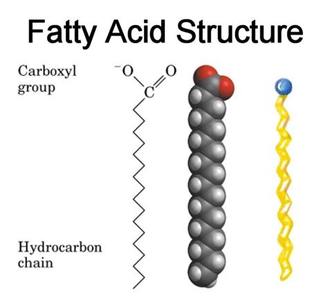 Fatty Acid Structure