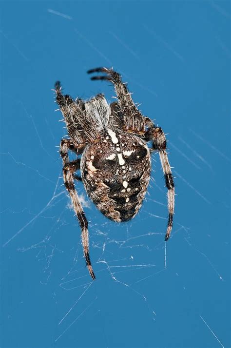 European Garden Spider On Its Web Photograph by Dr. John Brackenbury/science Photo Library ...