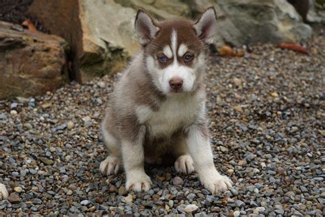 Siberian Husky For Sale Dundee OH Male- Balto – AC Puppies LLC