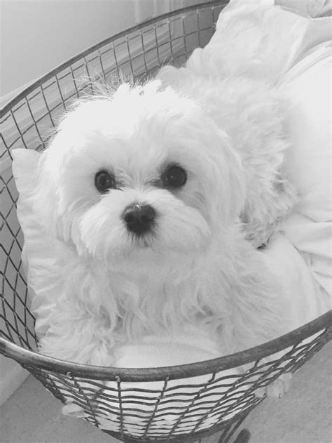 a small white dog sitting in a wire basket