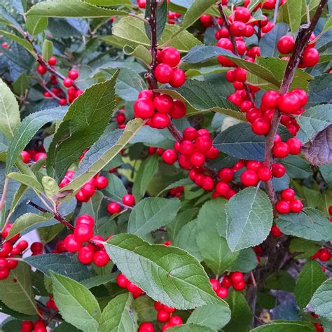 Berry Heavy Winterberry Holly Bush For Sale | The Tree Center