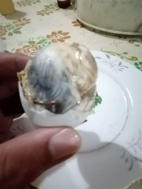 Balut - An Exotic Food in the Philippines - Virily