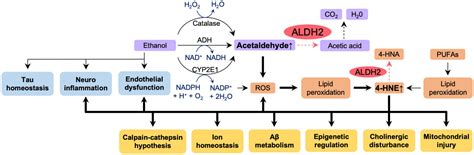 Frontiers | Impact of common ALDH2 inactivating mutation and alcohol consumption on Alzheimer’s ...