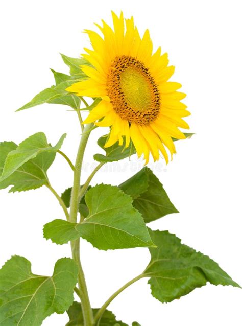 Sunflower with Drops of Water Stock Image - Image of leaf, botany: 15780479