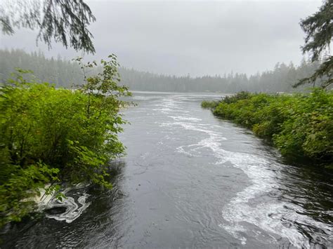 Your NCL Cruise to Alaska: 5 Pro Tips for Ward Cove (Ketchikan) · Prof. Cruise