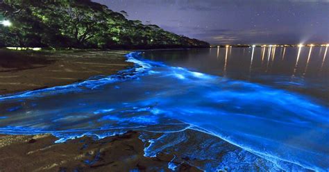 The beaches of Vaadhoo, Maldives glow with bioluminescent phytoplankton. : pics